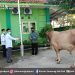 Kemenag Pati Serahkan Secara Simbolis 4 Sapi Untuk 4 Lokasi
